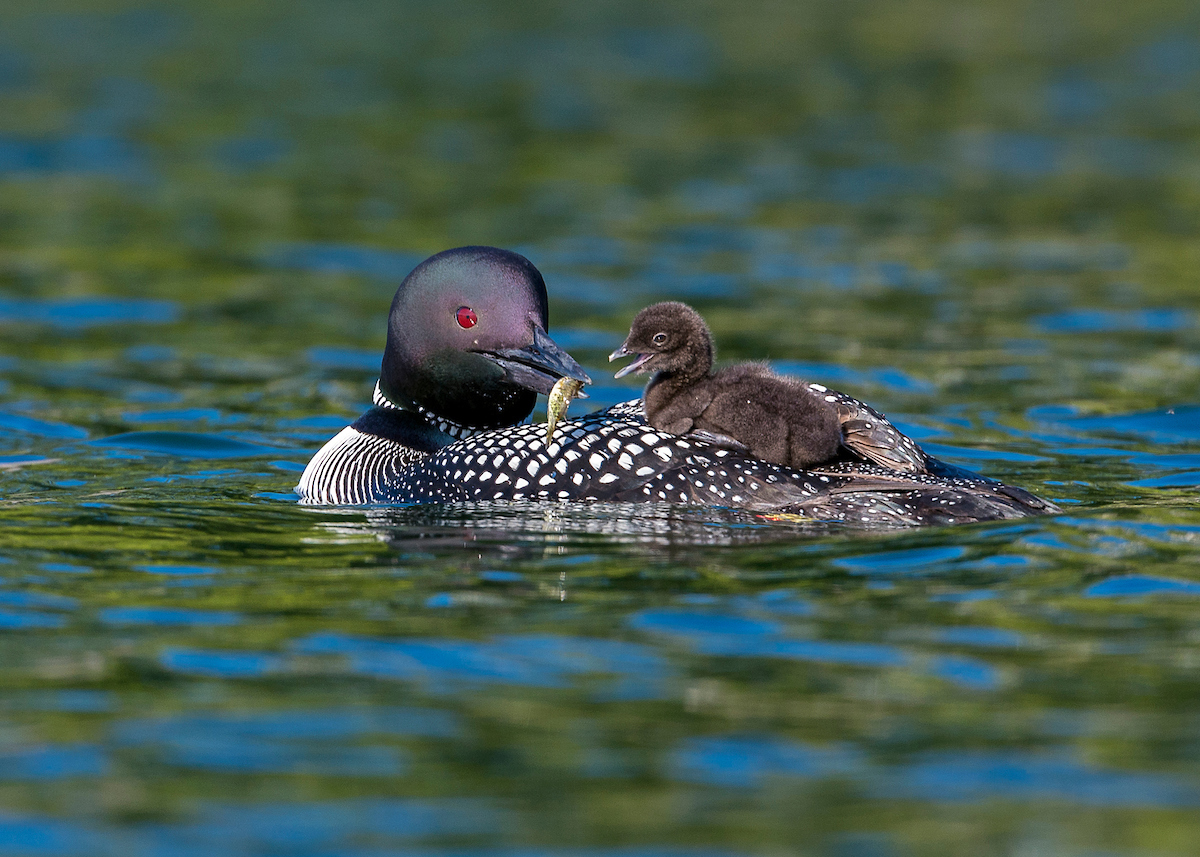Mother loon with chick