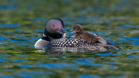 Mother loon with chick